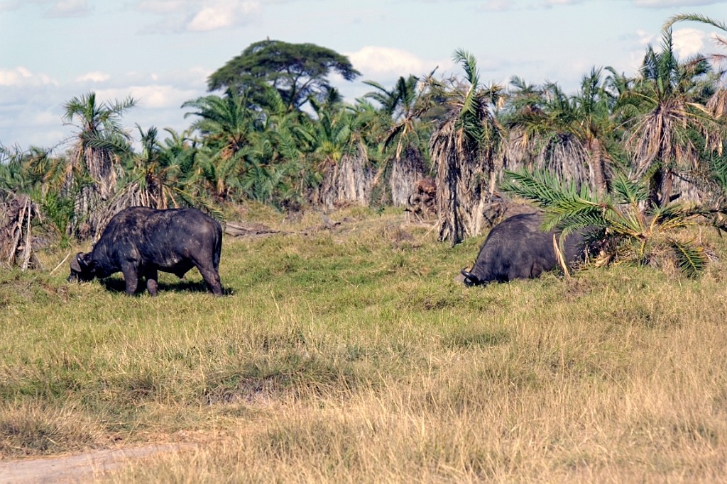 Kenia (250).jpg